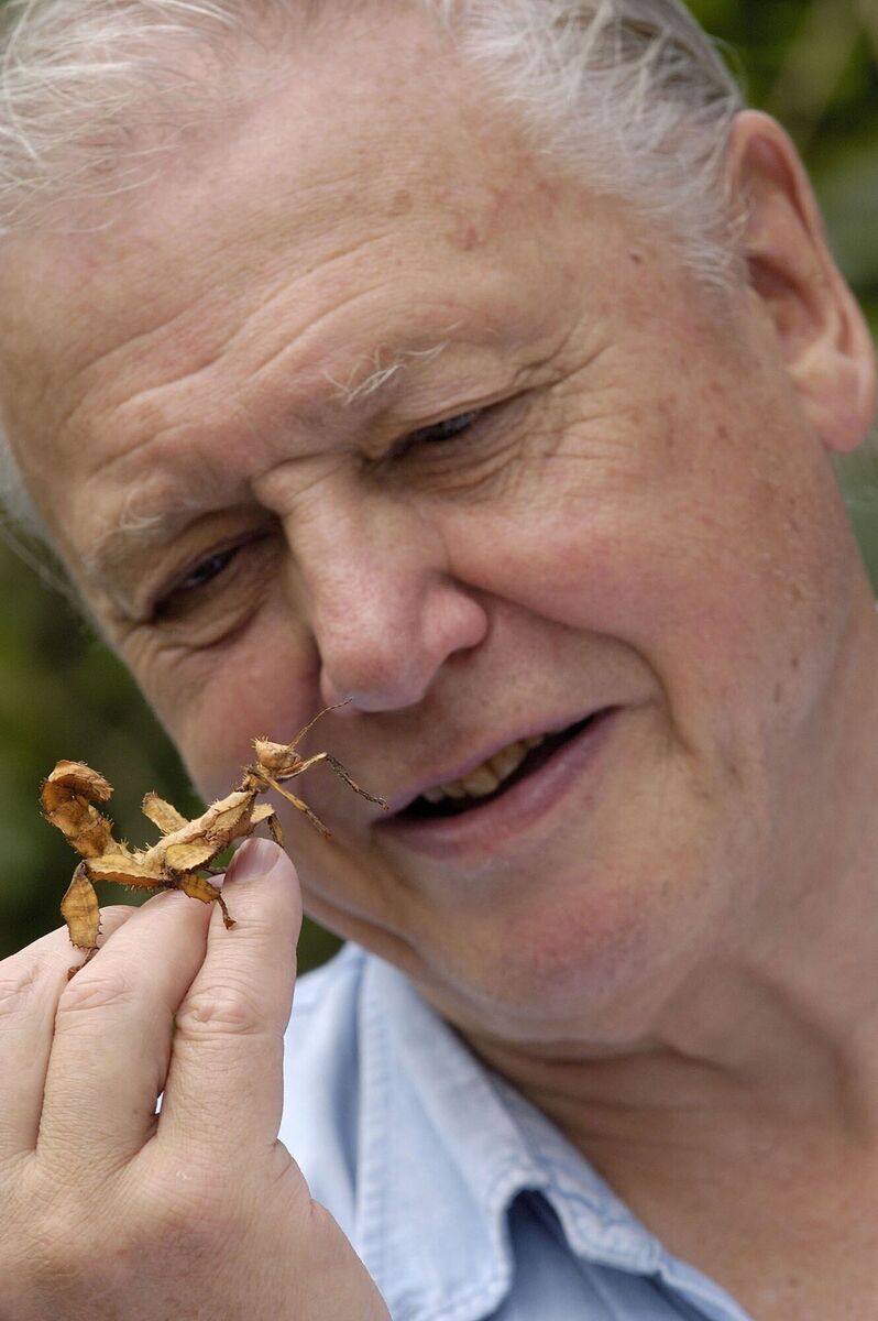 File photo: David Attenborough with a stick insect, Macleay's Spectre (Extatosoma tiaratum). Picture: BBC