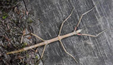 What’s the story, twiggy glory... stick insects in Ireland