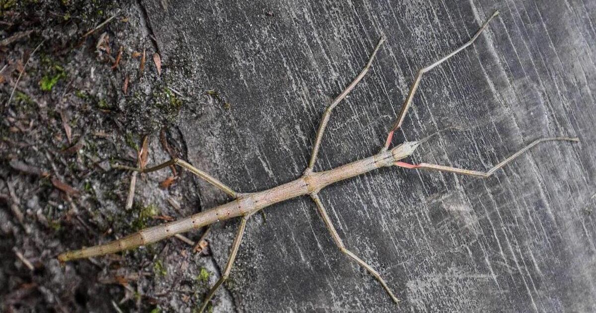 What’s the story, twiggy glory... stick insects in Ireland