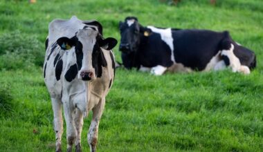 Police officers acted proportionately in shooting 'highly aggressive' cow 