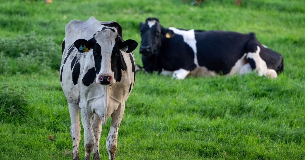 Police officers acted proportionately in shooting 'highly aggressive' cow 