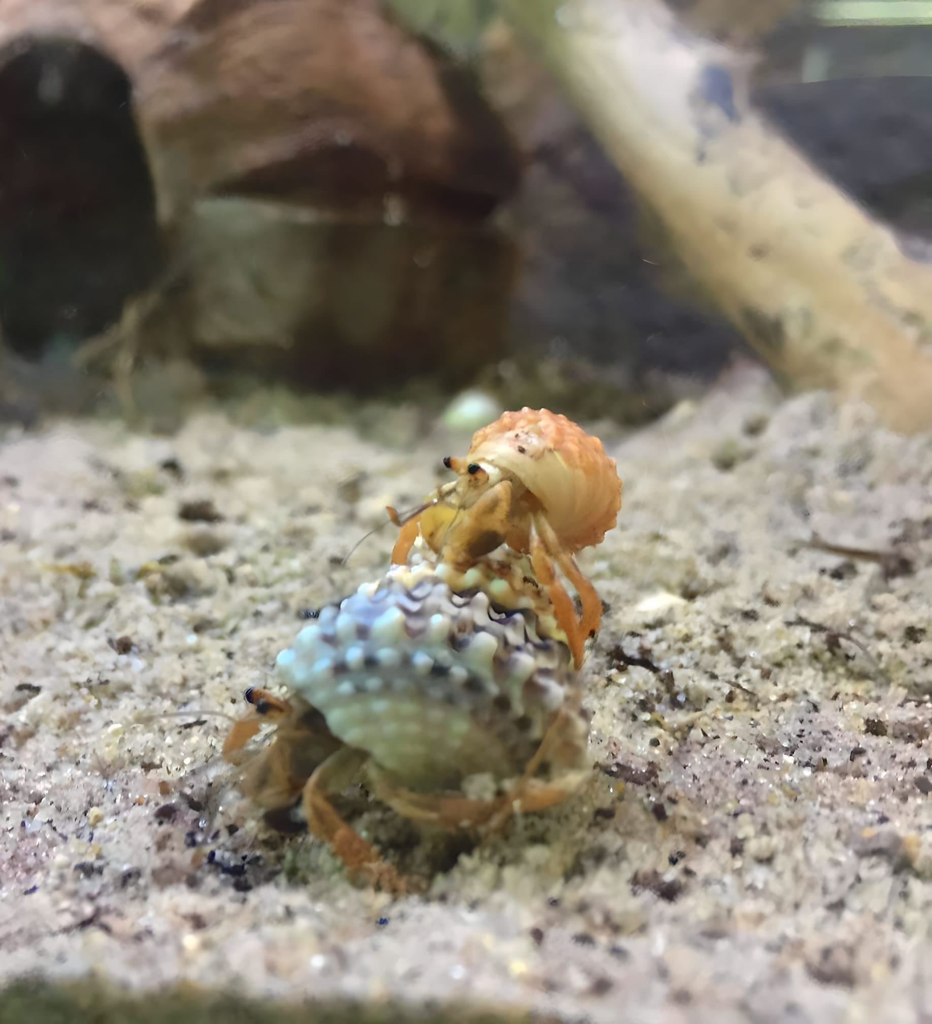 A pink baby hermit crab stands on top of another hermit crab in an aquarium.