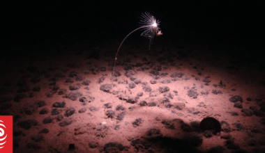 The Metals Company pushes ahead with deep sea mining plans in Pacific waters