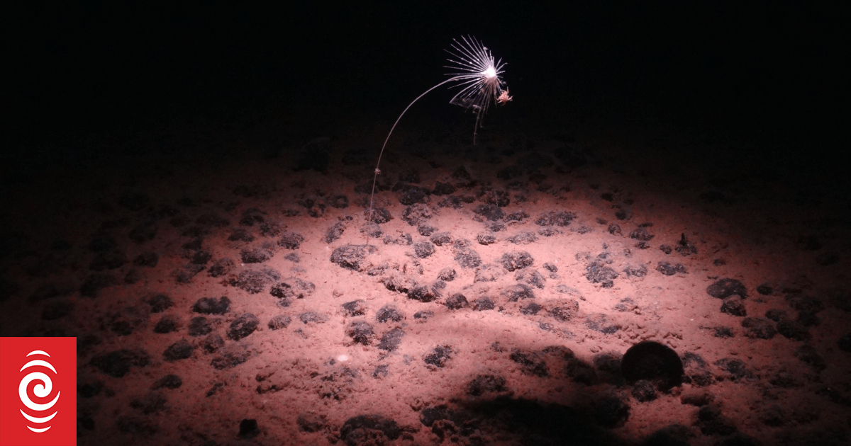 The Metals Company pushes ahead with deep sea mining plans in Pacific waters