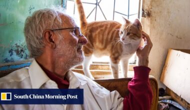 Can cats with dementia offer people with Alzheimer’s disease new hope? Yes, study says