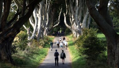 The Dark Hedges, made famous by Game of Thrones, are dying – The Irish Times