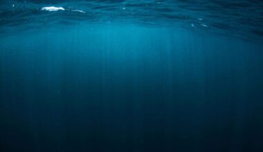 Stampede of sea creatures leaps 10 feet in air off CA coast. See ‘rare’ sight