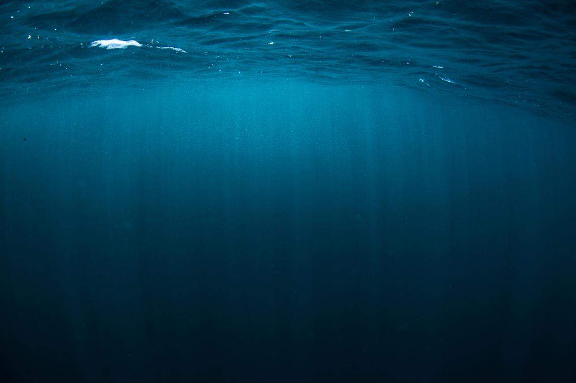 Stampede of sea creatures leaps 10 feet in air off CA coast. See ‘rare’ sight