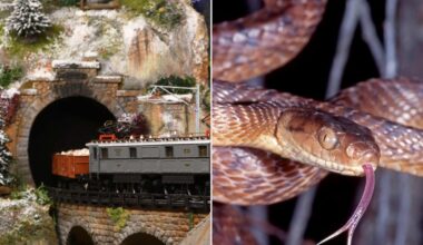 Homeowner Finds Venomous Snake Clogging the Tunnel of His Model Train Set