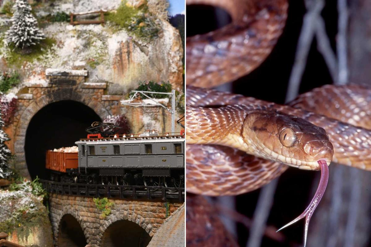 Homeowner Finds Venomous Snake Clogging the Tunnel of His Model Train Set