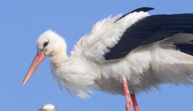 ‘Unexpected visitor’ as rare white stork is spotted in Dublin