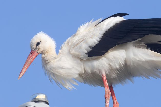 ‘Unexpected visitor’ as rare white stork is spotted in Dublin