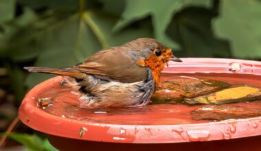 Gardeners urged to leave one food item out for robins in August