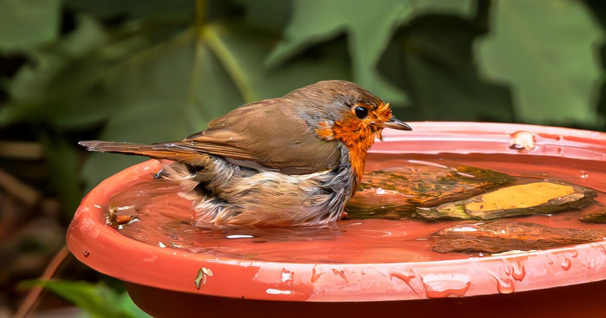 Gardeners urged to leave one food item out for robins in August