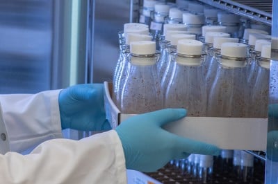 Study Offers High-Resolution Look at ‘Metabolic Handoff’ From Fruit Fly Mothers to Embryos
