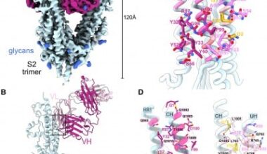 Mount Sinai researchers discover humans exposed to SARS-CoV-2 elicit antibody called M15 that binds to previously unknown target on spike protein