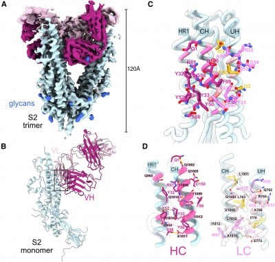 Mount Sinai researchers discover humans exposed to SARS-CoV-2 elicit antibody called M15 that binds to previously unknown target on spike protein