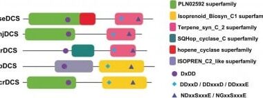 Lost in Time, Found in Bacteria: Tracing the Roots of Plant Terpene Genes