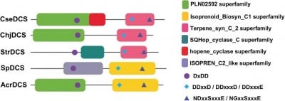 Lost in Time, Found in Bacteria: Tracing the Roots of Plant Terpene Genes
