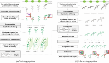 AI-powered 3D framework detects tiny new plant organs for real-time growth monitoring