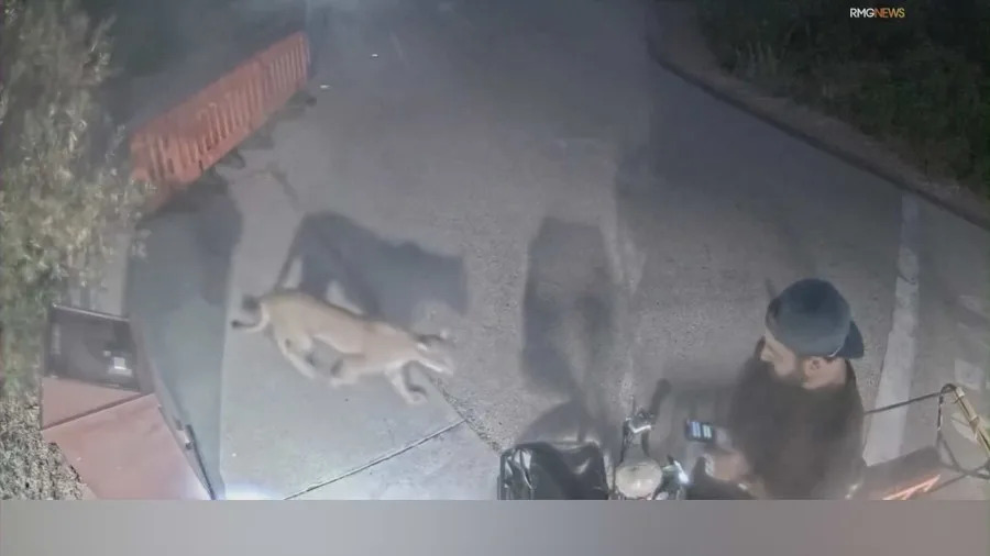 A camper had a very close encounter with a mountain lion in Malibu. Aug. 2025. (RMGNews) 