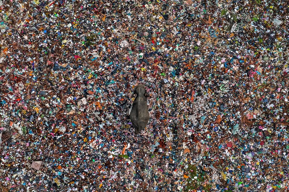 Toxic Tip is among the highly commended entries to the 61st Wildlife Photographer of the Year competition. Photo: Lakshitha Karunarathna