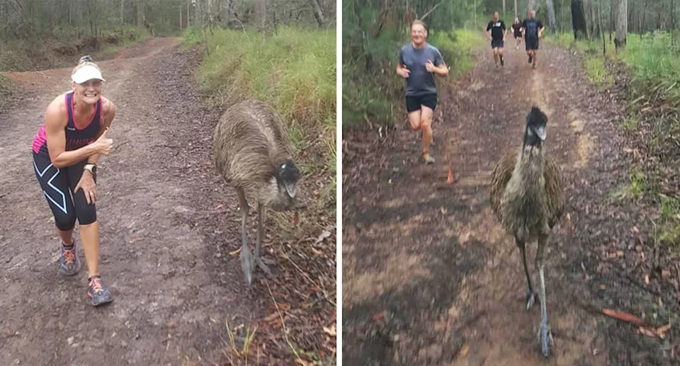 Fluffy has long been a beloved member of the Nambour running community, happy to pose for selfies and keeping runners company. Source: Nambour Parkrun/Facebook