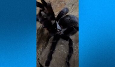 Meet the 'Genital King' tarantula