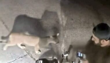 Mountain lion walks by camper looking at cellphone