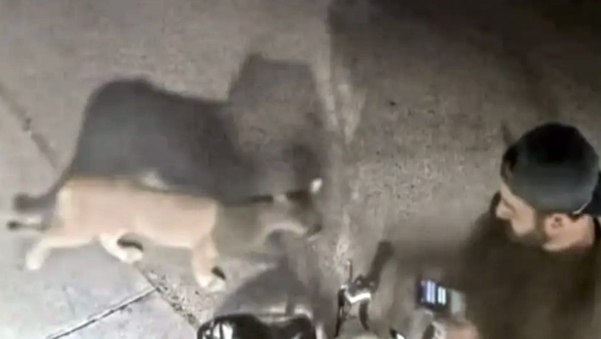 Mountain lion walks by camper looking at cellphone