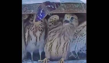Uninvited guest terrifies baby hawks, and it’s downright adorable
