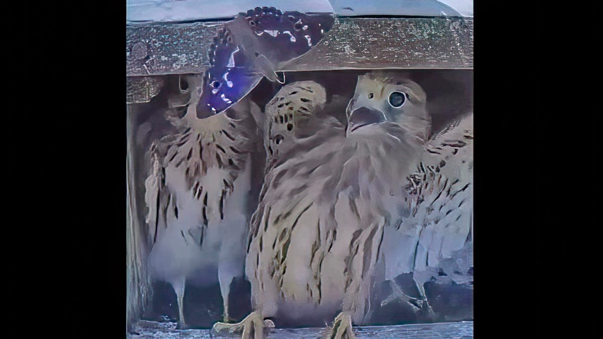 Uninvited guest terrifies baby hawks, and it’s downright adorable