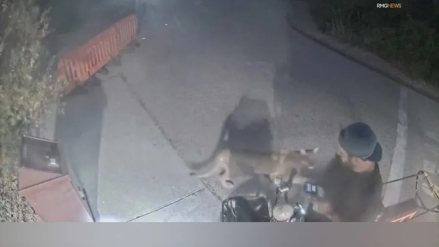 A camper had a very close encounter with a mountain lion in Malibu. Aug. 2025. (RMGNews) 