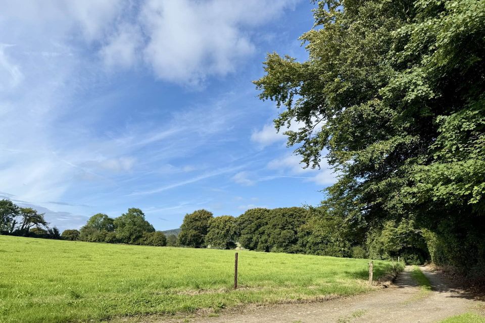 A farmhouse and land in Ballyrory, Gorey will go for sale by auction.