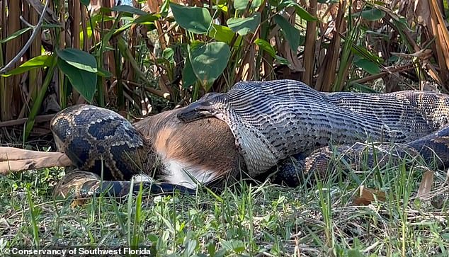A file photo of a 115-lb female python engulfing a 77-lb full-sized white-tailed deer in Naples