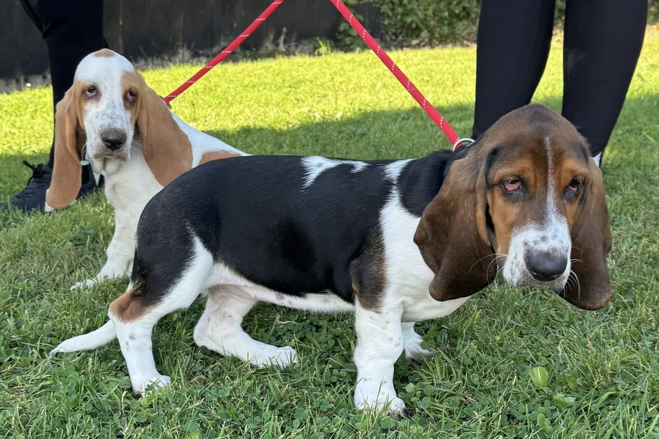 The two 11-week-old Basset Hound sisters taken in by the DSPCA on Monday morning