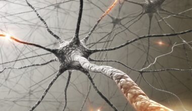 Gut neurons drive immune responses through adrenomedullin 2