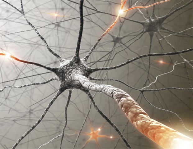 Gut neurons drive immune responses through adrenomedullin 2