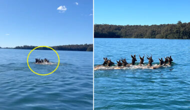 Fishermen's incredible encounter on Aussie river highlights growing pest problem: 'Are you kidding?'