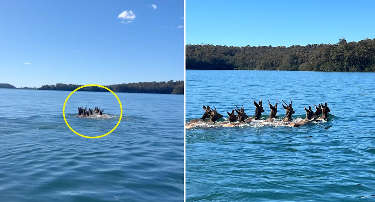 Fishermen's incredible encounter on Aussie river highlights growing pest problem: 'Are you kidding?'