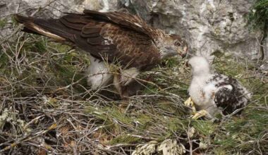 France Sees a Doubling of Eagle Mating Pairs After Decades of Successful Work