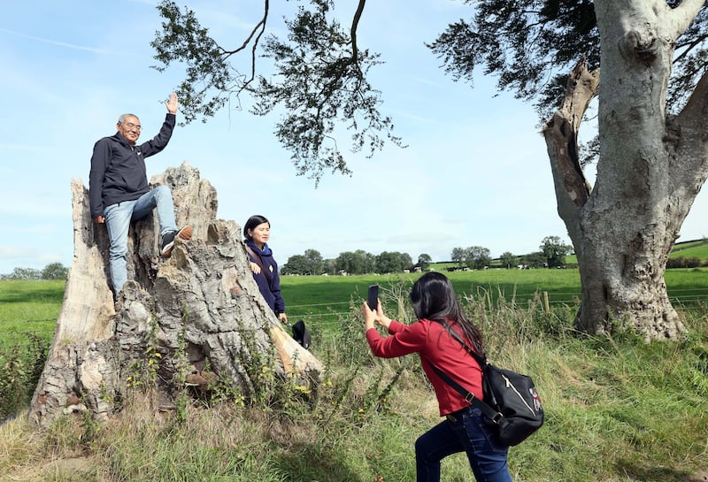 Damage suffered in recent storms have increased the number of gaps between the trees, marked only by remaining stumps.
Photograph: Stephen Davison