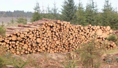 Next generation of forests will need to be diverse and resilient to multiple threats – The Irish Times