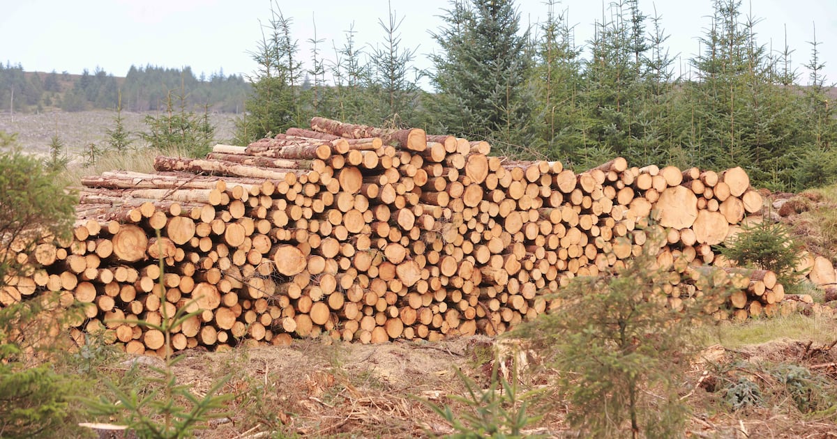Next generation of forests will need to be diverse and resilient to multiple threats – The Irish Times