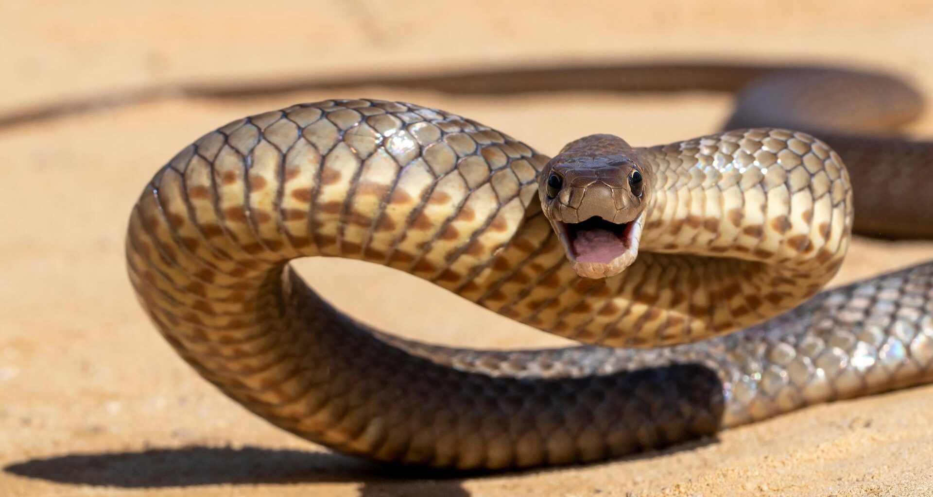 Australian Highly Venomous Eastern Brown Snake