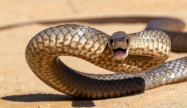 Australian Highly Venomous Eastern Brown Snake