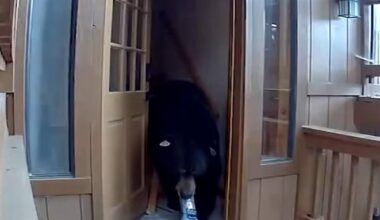 Watch: Bear breaks into California home, eats dog food, cookies and chips