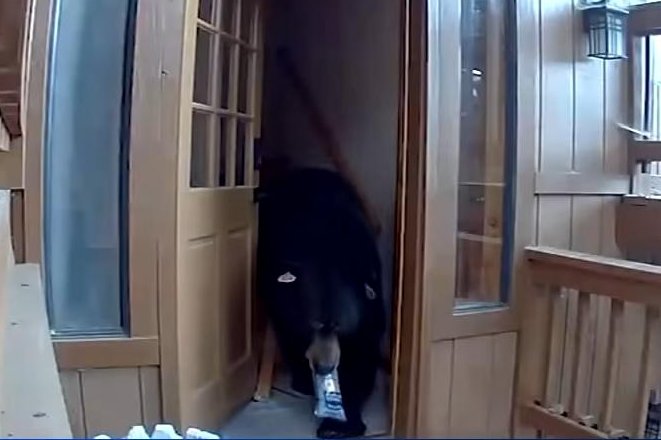 Watch: Bear breaks into California home, eats dog food, cookies and chips