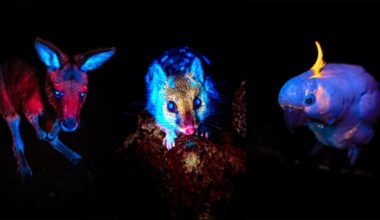 Three animals under UV light: a kangaroo glowing red, a possum glowing blue and pink, and a cockatoo glowing blue with a yellow crest, all set against a black background.