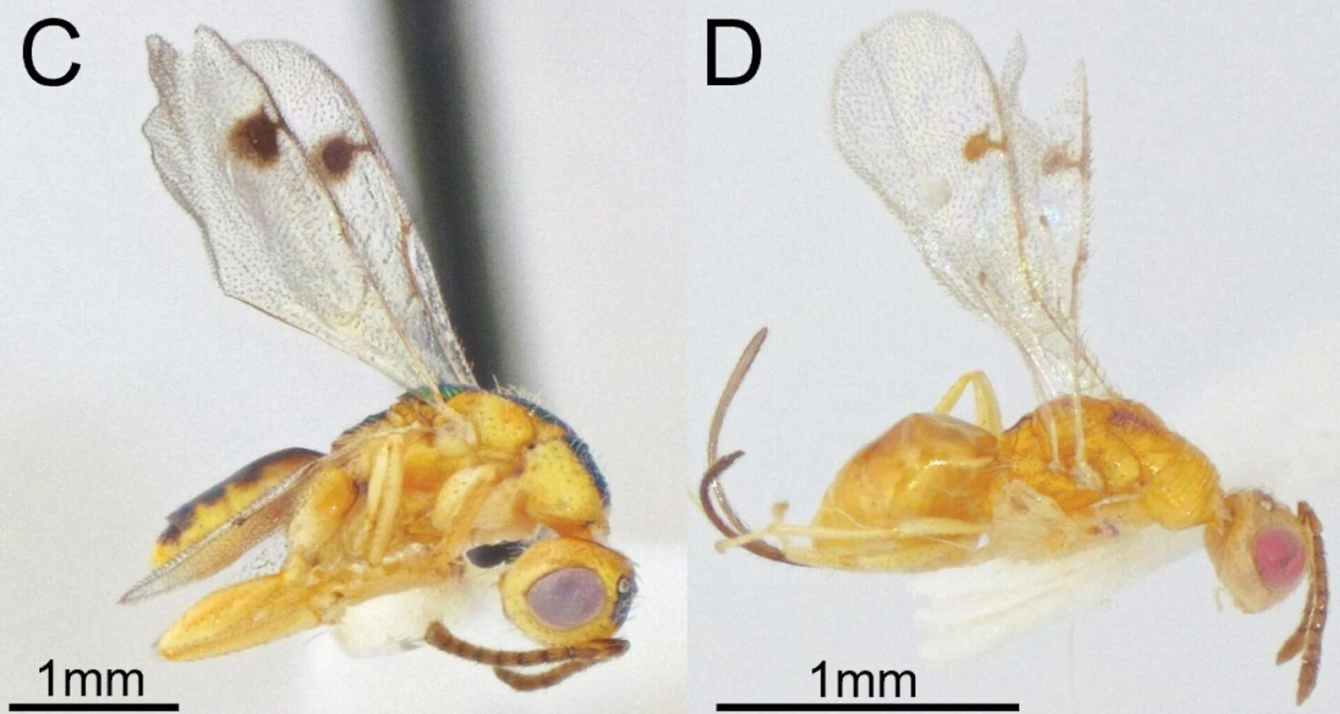 Bootanomyia dorsalis